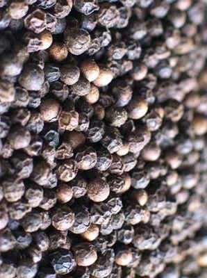 Black Pepper / Premium Quality Dried Black Pepper