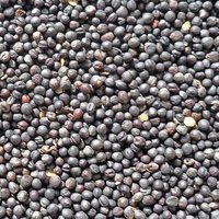 Black Pepper / Premium Quality Dried Black Pepper