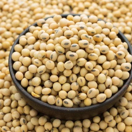 Soya Beans By STACK GENERAL GROUPS OF COMPANIES LIMITED