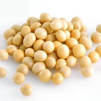 Soya Beans