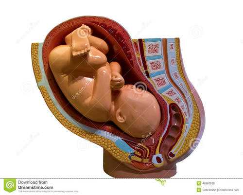 Birth model