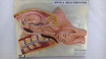 Birth 4 Head Emerging Model