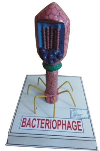 Bacteriophage model