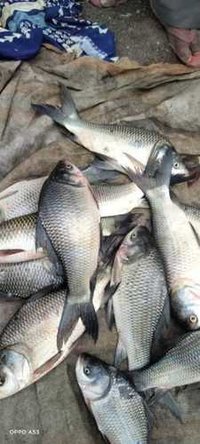 Rohu Fish