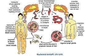 White Life Cycle Of Mucherria Bancrofti