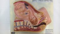 Birth Uterus Contracting Model