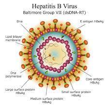 Hepatitis B