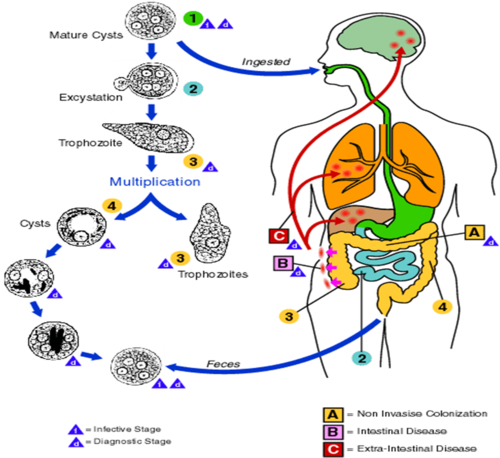 CYCLE OF ENTAMEOBA