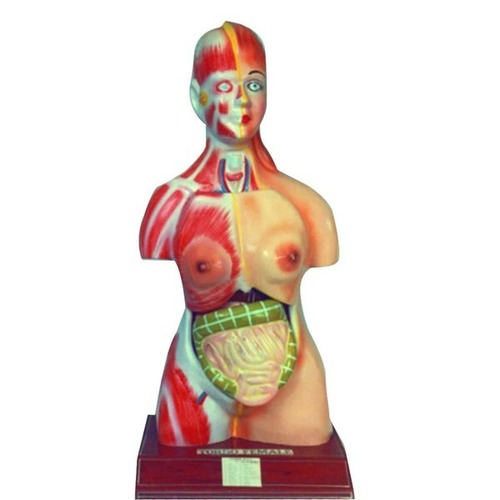 Human Torso Female