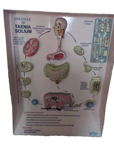 LIFE CYCLE OF TAENIA SOLUM