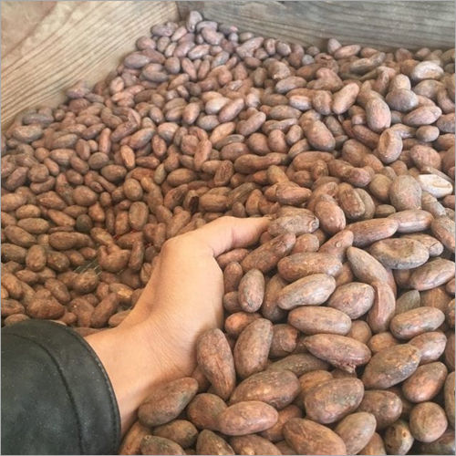 Dried Cocoa Beans