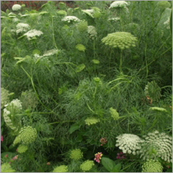Ammi visnaga 'Green Mist