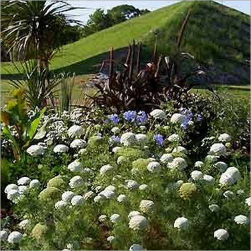 Green Mist Queen Anne's Lace 50 seeds