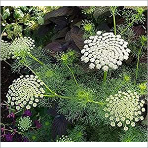 Ammi visnaga Green Mist