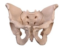 Adult Male Pelvis with Stand Models