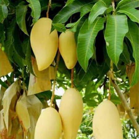 Alphanso Mango Plant