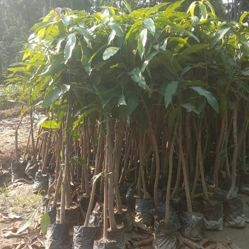 Natural Mango Plant By POPULAR GARDEN CENTRE NURSERY