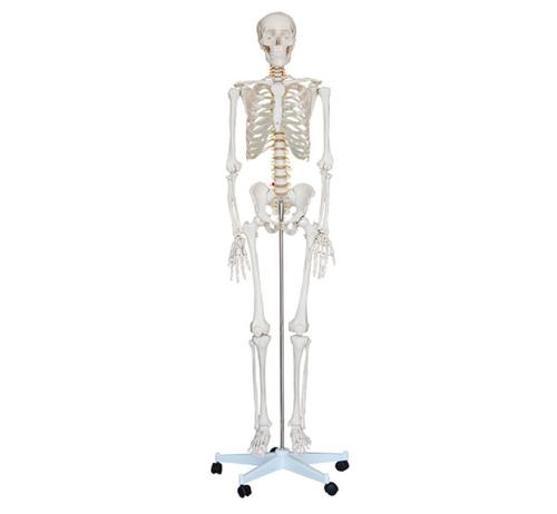 ConXport Life-Size Skeleton 180cm Tall