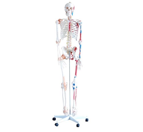 ConXport Skeleton with Muscles and Ligaments 180cm Tall