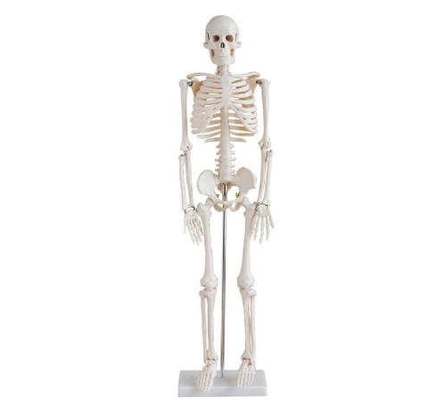 ConXport 85cm Skeleton