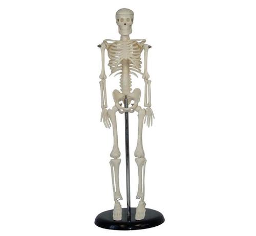 Conxport 45cm Mini Skeleton