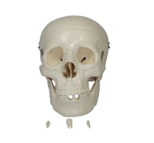 ConXport Life-Size Skull