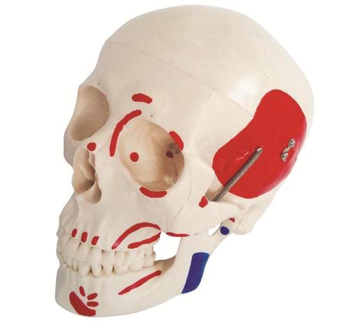 ConXport Life-Size Skull with Painted Muscles