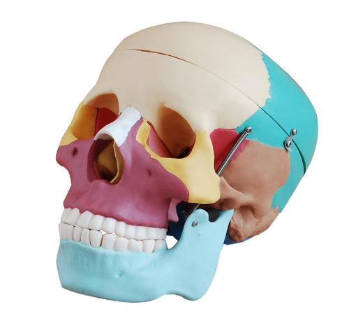 ConXport Life-Size Skull with Colored Bones