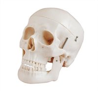 ConXport Deluxe Life-Size Skull Style D