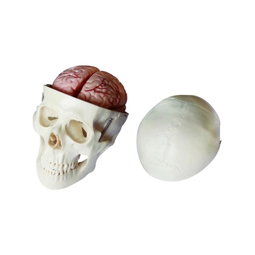 ConXport Skull Model with 8 Parts Brain