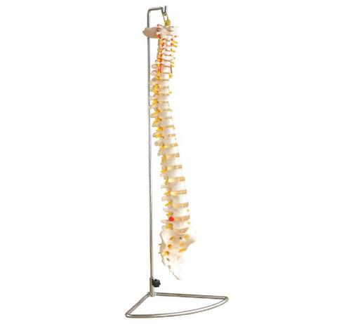 ConXport Life-Size Vertebral Column