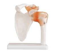ConXport Life-Size Shoulder Joint