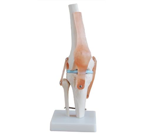 ConXport Life-Size Knee Joint