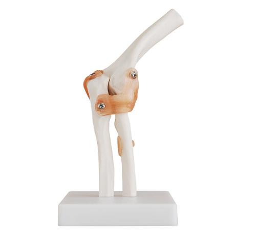 ConXport Life-Size Elbow Joint