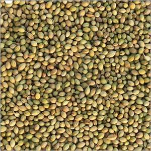 Organic Natural Coriander Seeds