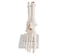 ConXportLife-Size Foot Joint