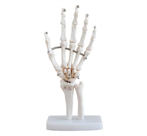 ConXport Life-Size Hand Joint By CONTEMPORARY EXPORT INDUSTRY