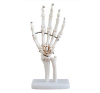 ConXport Life-Size Hand Joint