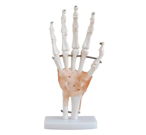 ConXport Life-Size Hand Joint with Ligaments