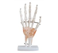 ConXport Life-Size Hand Joint with Ligaments