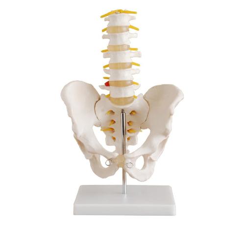 ConXport Life-Size Pelvis with 5pcs Lumbar Vertebrae