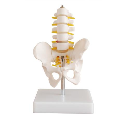 ConXport Half-Size Pelvis with 5pcs Lumbar Vertebrae