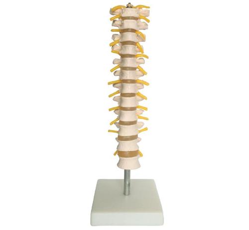 ConXport Thoracic Spinal Column
