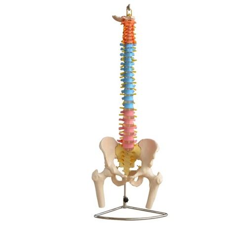 ConXport Didactic Vertebral Column with Pelvis and Femur Head