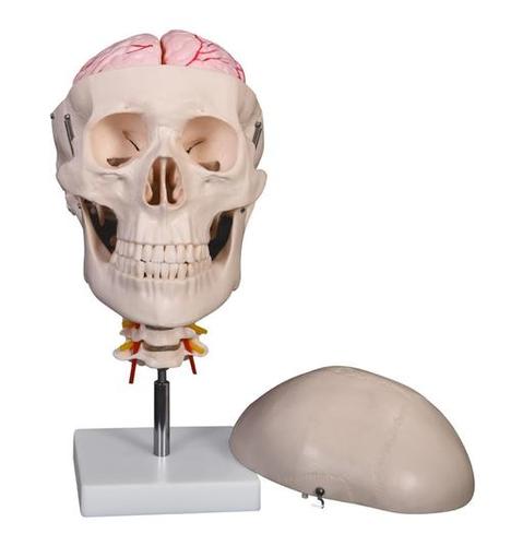 ConXport Skull with 8 parts Brain