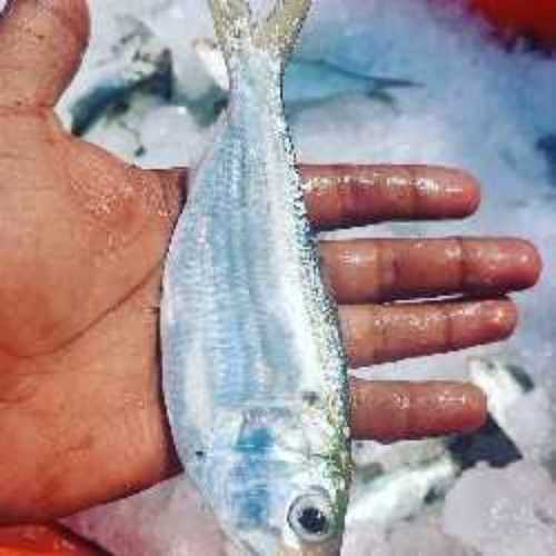 Vashi fish