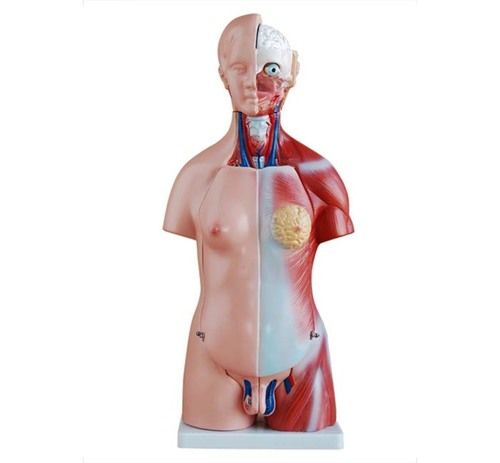 ConXport 45CM Unisex Torso 23 Parts