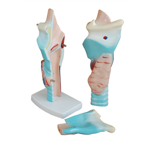 ConXport Magnified Human Larynx Model