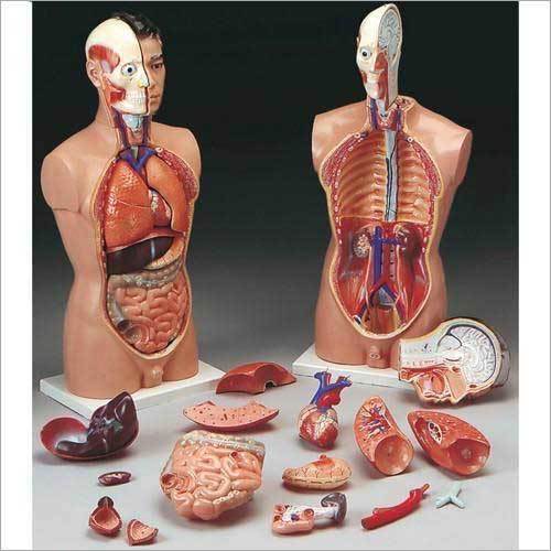 Anatomical Model Dimensions: 2*0.5*0.5 Foot (Ft)