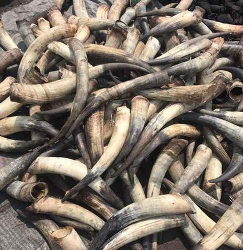 Cow Horns